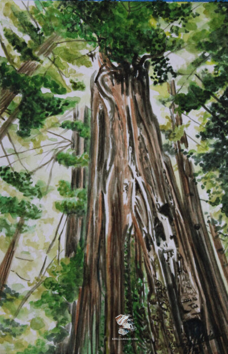California Redwoods Series 2 Number 3