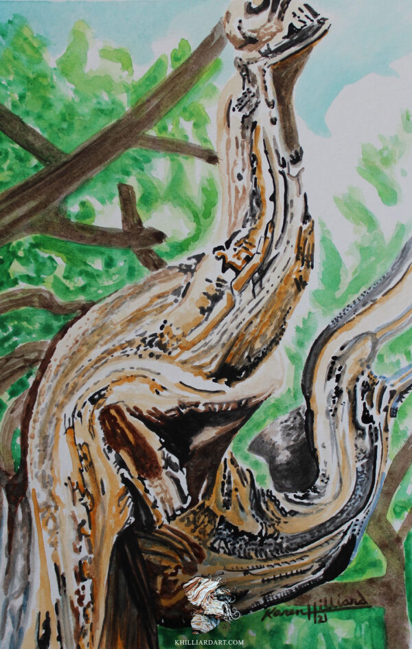 Bristlecone Pine Series 1 #1 • Nature Watercolor Painting • Karen Hilliard Art