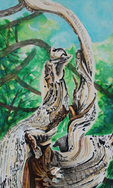 Bristlecone Pine Series 1 #2 • Nature Watercolor Painting • Karen Hilliard Art