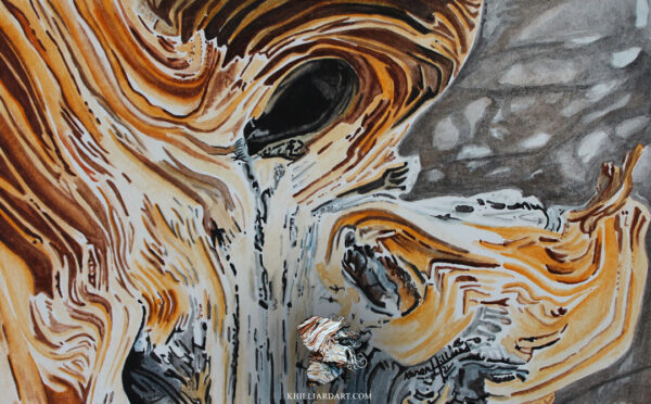 Bristlecone Pine Series 1 #5 • Nature Watercolor Painting • Karen Hilliard Art