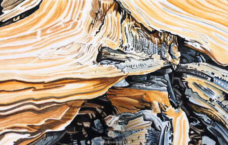 Bristlecone Pine Series 1 #7 • Nature Watercolor Painting • Karen Hilliard Art
