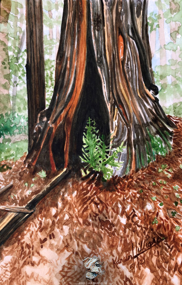 California Redwood Series 1 #5 • Nature Watercolor Painting • Karen Hilliard Art
