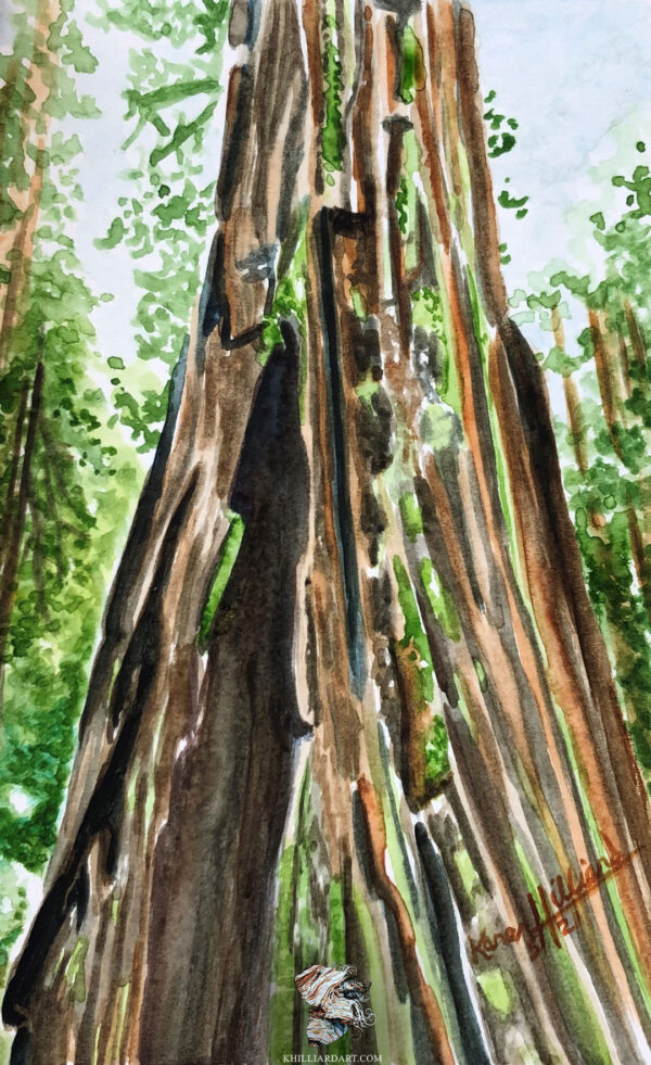 California Redwood Series 1 #2 • Nature Watercolor Painting • Karen Hilliard Art