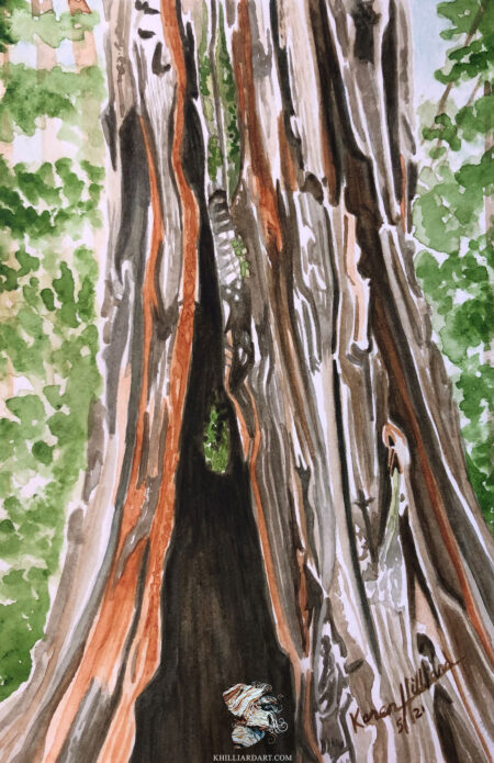 California Redwood Series 1 #9 • Nature Watercolor Painting • Karen Hilliard Art