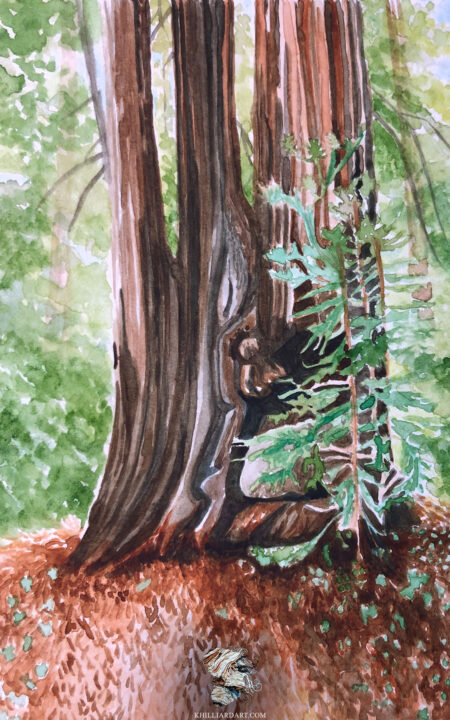 California Redwood Series 1 #10 • Nature Watercolor Painting • Karen Hilliard Art