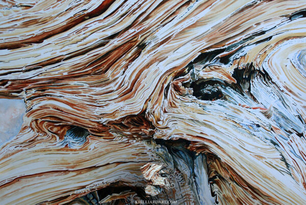 Rooster In The Wood • Watercolor Painting 8x10 Print • Karen Hilliard Art